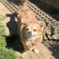 Sophia CAA15116, chienne à adopter