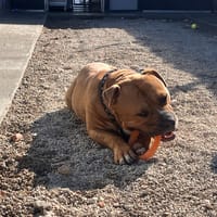 TAMZY, chien à adopter