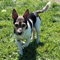 FLY, chien à adopter