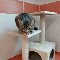 SWEETY, chat à adopter