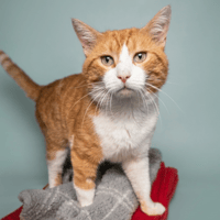 ORANGE, chat à adopter