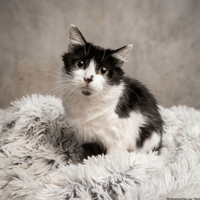 LOUNA, chatte à adopter