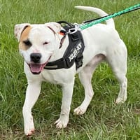 ROCKY, chien à adopter