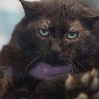 MALIF, chat à adopter