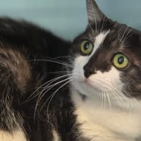 GUCCI, chatte à adopter