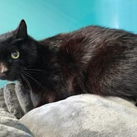 TITI, chat à adopter