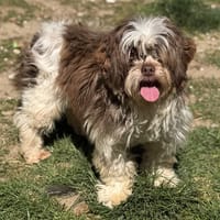 Dora CAA15114, chienne à adopter