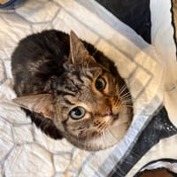Tom, chat à adopter