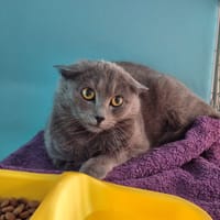 VERRA, chatte à adopter