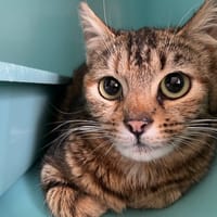 CLARA, chatte à adopter