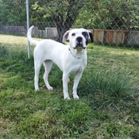 Naïka, chienne à adopter