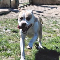 MINUS, chien à adopter