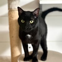 Oslo, chat à adopter