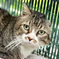 Maurice, chat à adopter