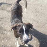 opale, chienne à adopter