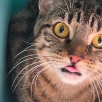 HARMONIE, chatte à adopter