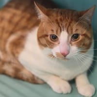 BISCUIT, chat à adopter