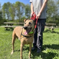 PEPPER CLAYTON, chien à adopter