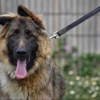 Jules, chien à adopter