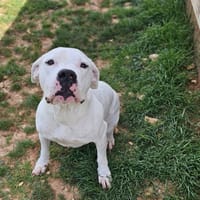 THOR, chien à adopter