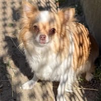 Rosie CAA15115, chienne à adopter