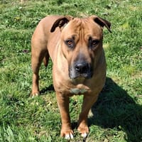 PTI' POT, chien à adopter