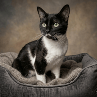 MIRABELLE, chatte à adopter