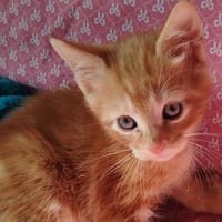 Atlas, chat à adopter