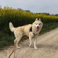 ROKY, chien à adopter