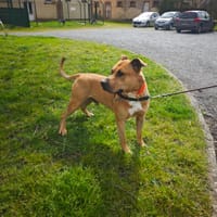 BALOU, chien à adopter