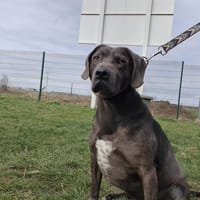 EKHO, chien à adopter