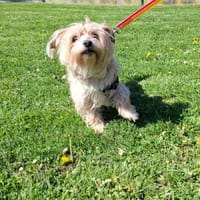 Zorka, chienne à adopter