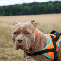 ROXY HAA24559, chienne à adopter