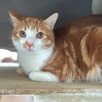 White, chatte à adopter