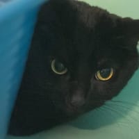 KIWI, chatte à adopter