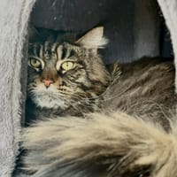 Urbaine, chatte à adopter