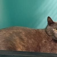 Daisy, chatte à adopter