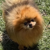 Jojo CAA15117, chien à adopter