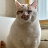 Chelki [FIV+], chat à adopter