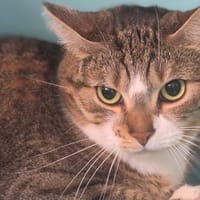 MINNIE, chatte à adopter