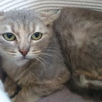 AURORA CHA, chatte à adopter