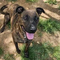 TORNADE, chienne à adopter