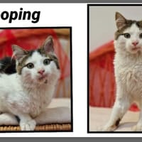 LOOPING, chat à adopter