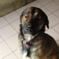 bibop, chienne à adopter