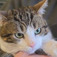 JUNIPER, chat à adopter