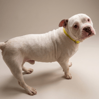 BOOMER, chien à adopter