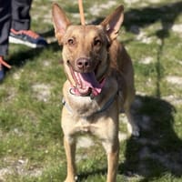 LEYLA, chienne à adopter