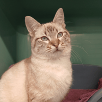 KAMEL, chat à adopter