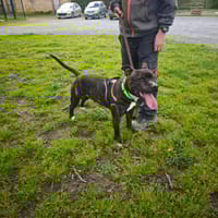 SNOOP, chien à adopter