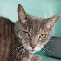 OSCAR, chat à adopter